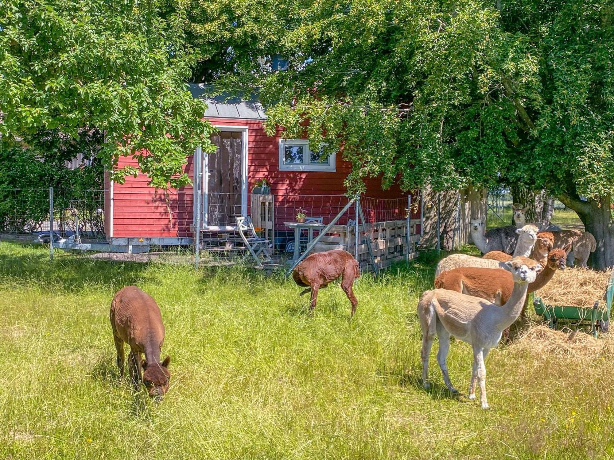 Вілла Tiny House Auf Der Alpaka Farm Rubkow Екстер'єр фото